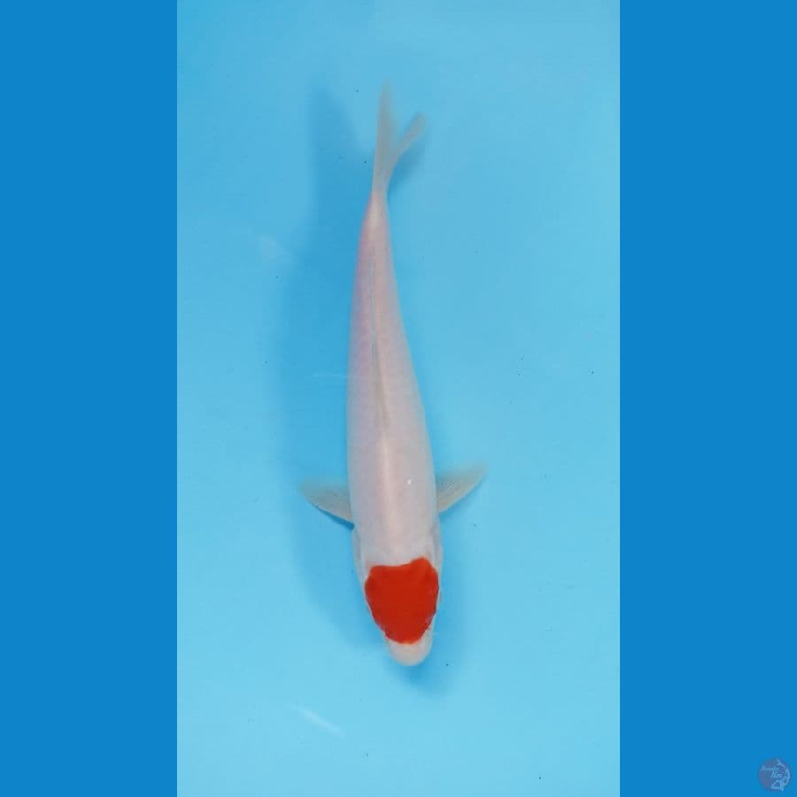 tancho kohaku 22cm