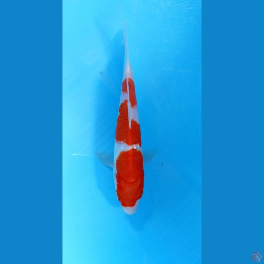 kohaku 17cm