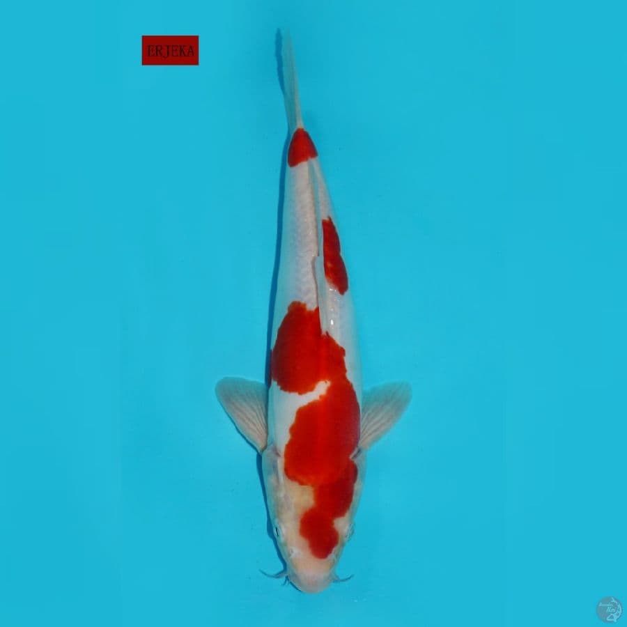 SANDAN KOHAKU DOITSU, 31 CM
