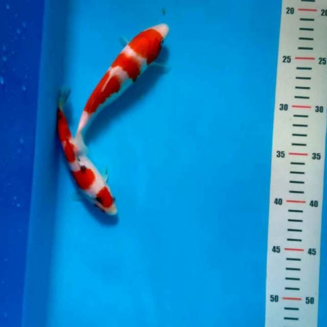 SHOWA TATEGOI & KOHAKU