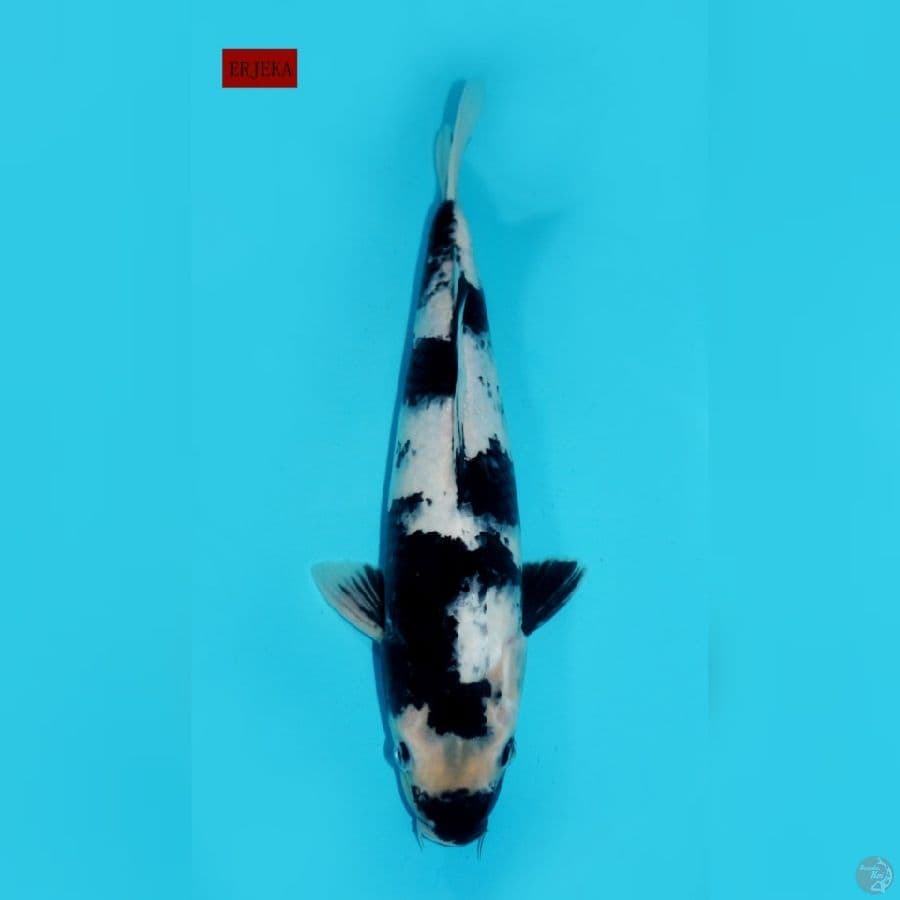 SHIRO ICHIMATSU, 35 CM