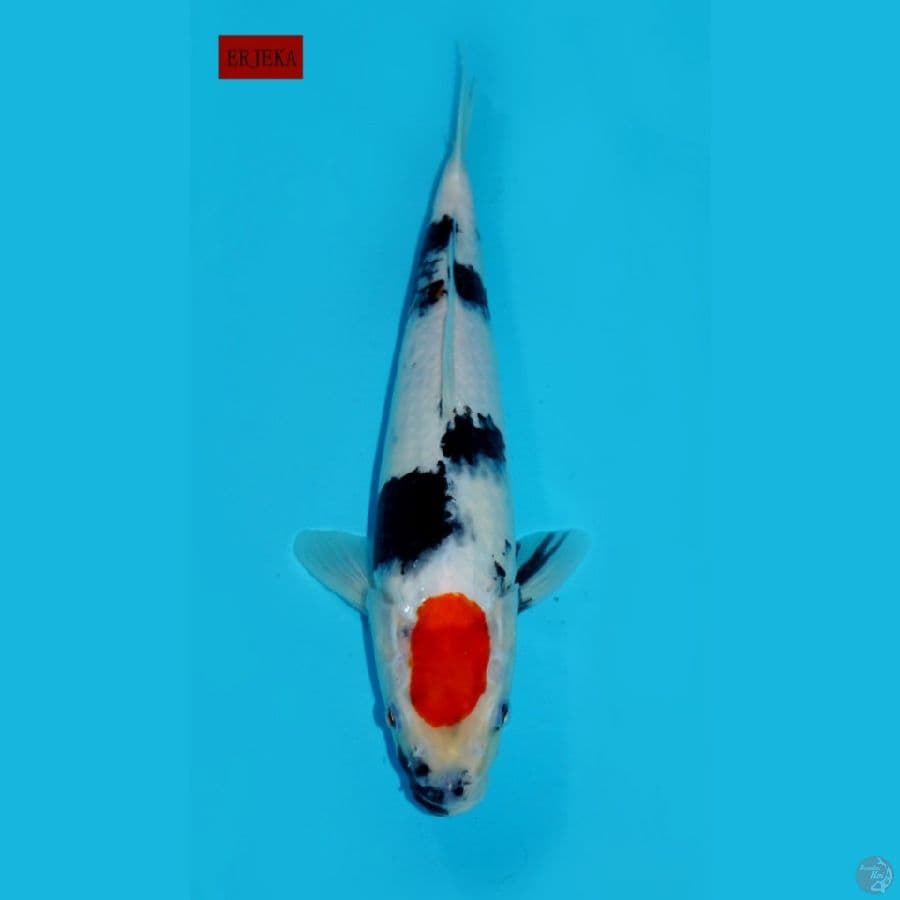 TANCHO SHOWA ORIGINAL, 33CM
