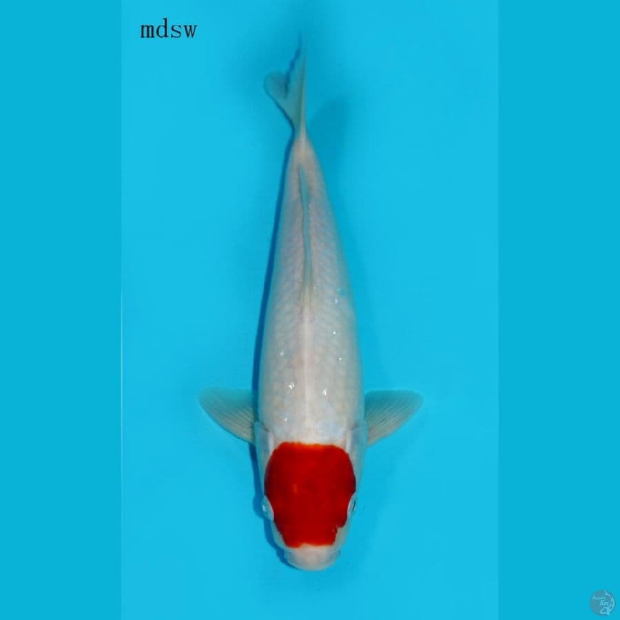 TANCHO KOHAKU, 35CM