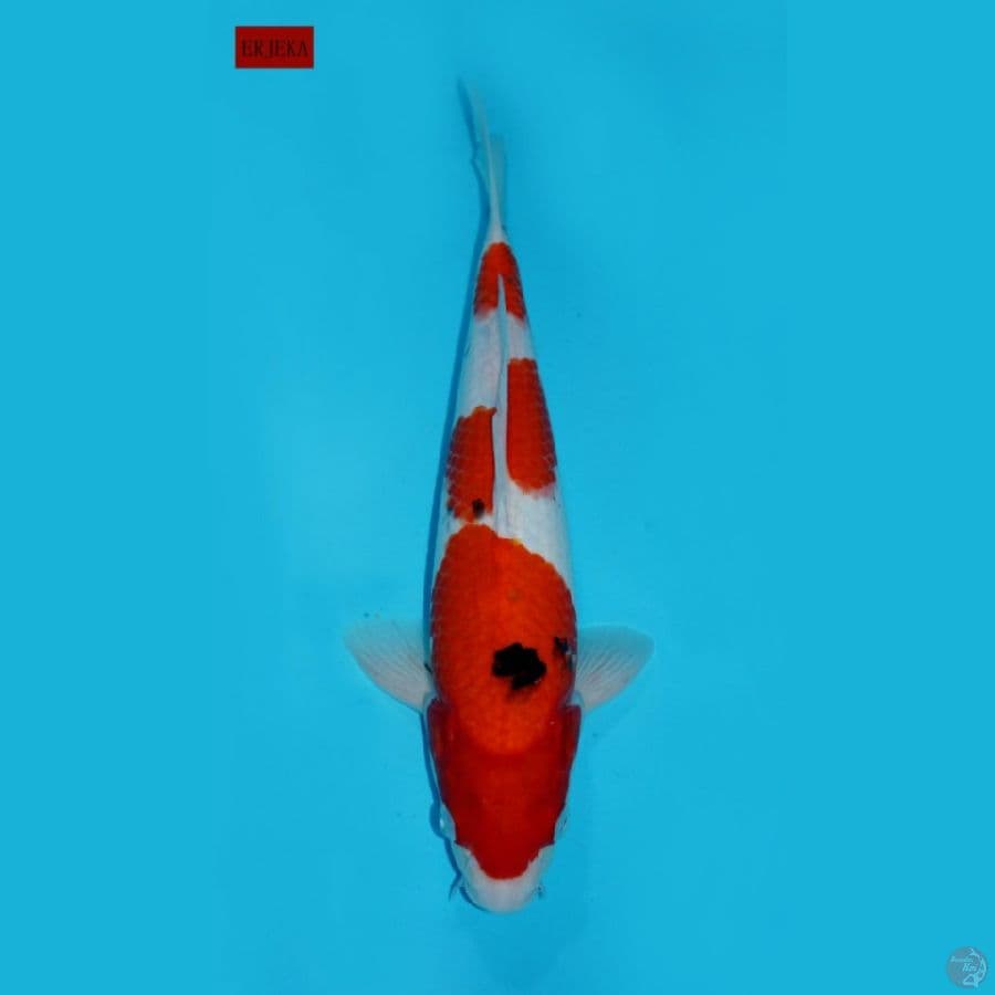 SANKE SANDAN, 35CM