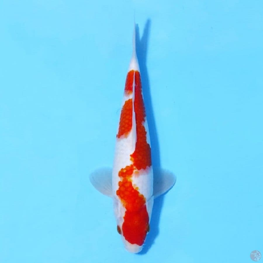 KOHAKU INAZUMA ORIGINAL