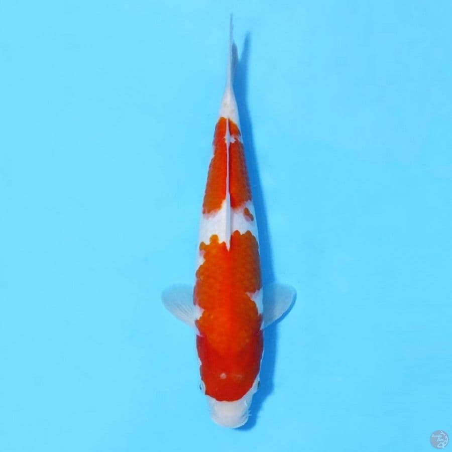 KOHAKU CALON JUMBO