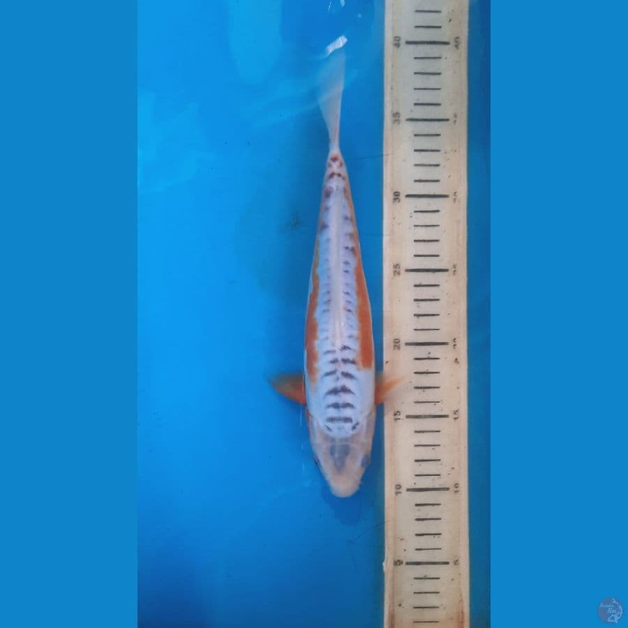 shusui 27cm