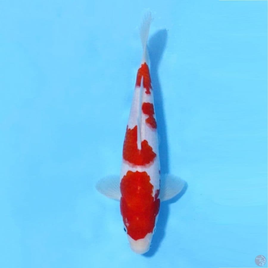 KOHAKU POLA ORIGINAL