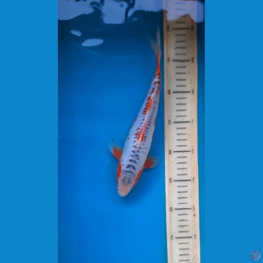 shusui 26cm 