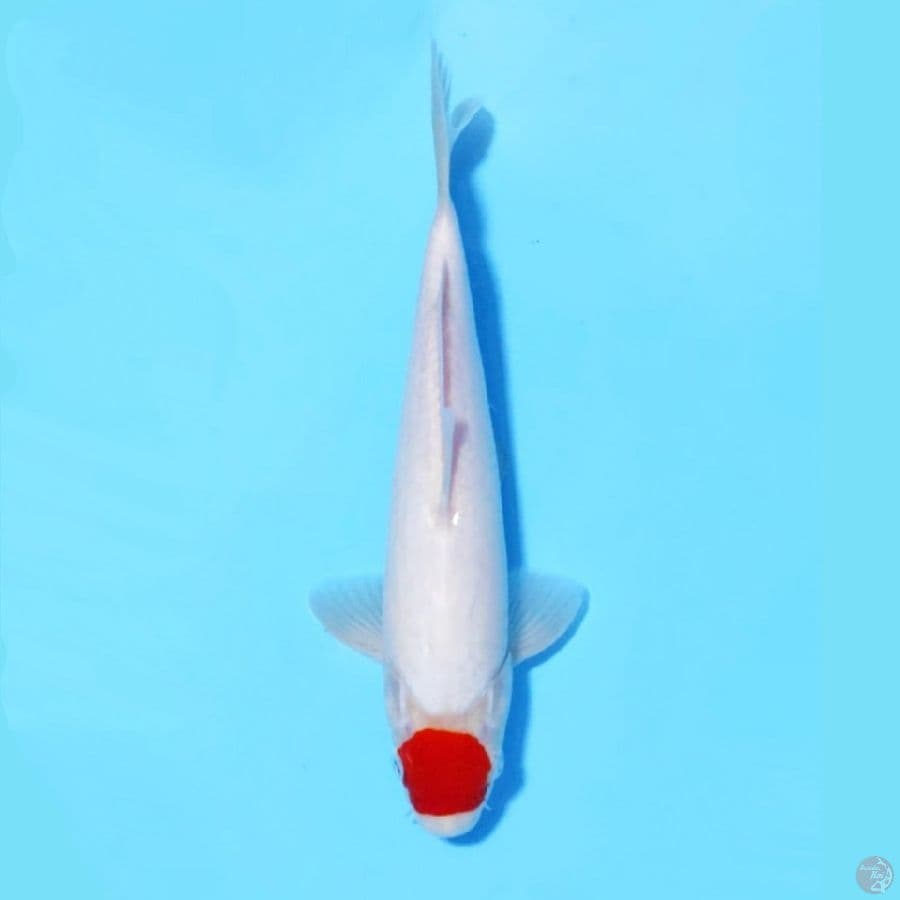 TANCHO KOHAKU BERSIH ORIGINAL