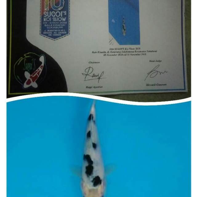 BEKKO JUARA 5