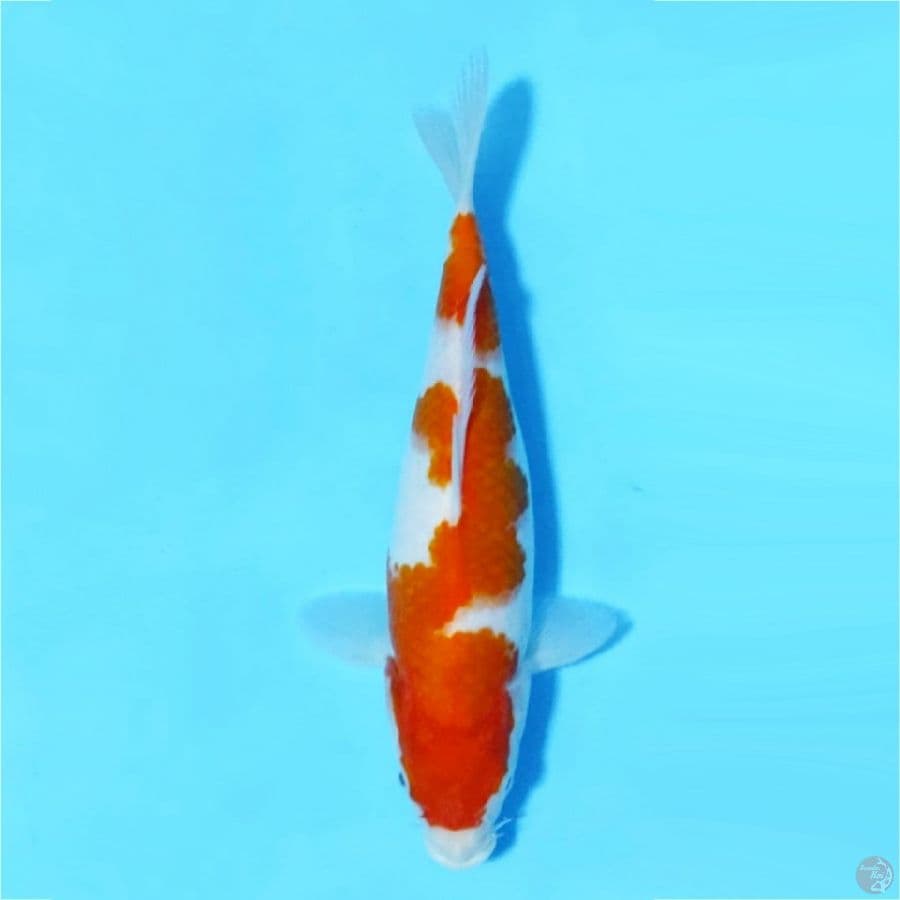 KOHAKU ORIGINAL