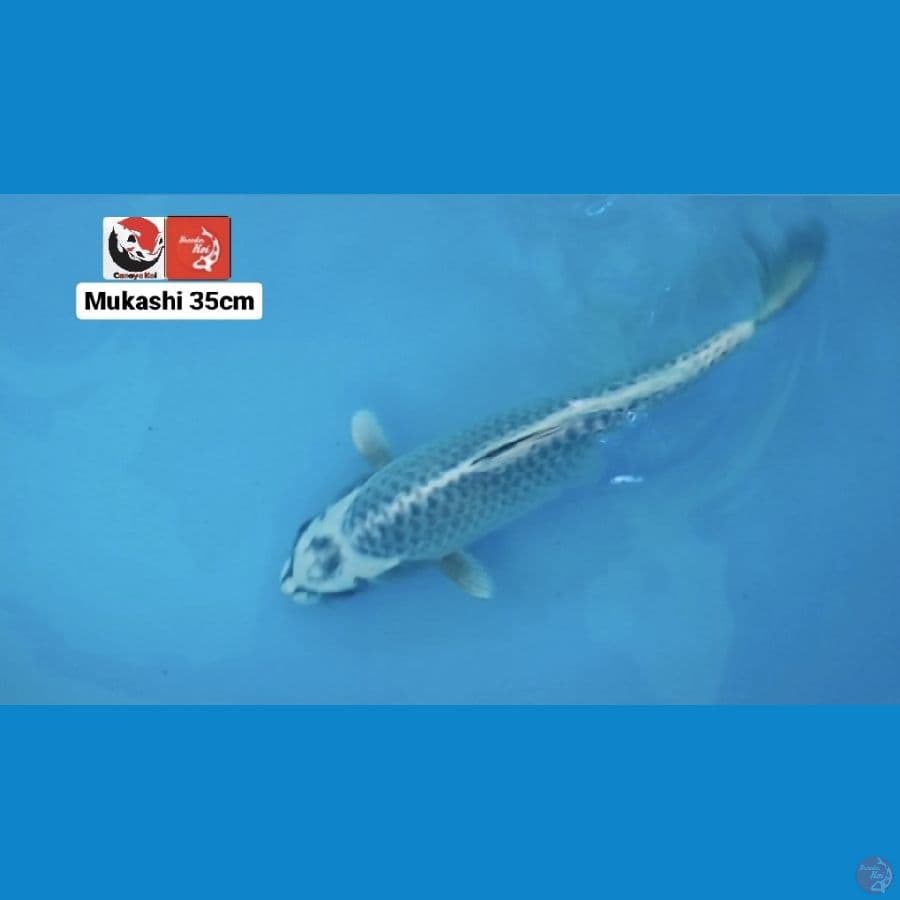 MUKASHI 35CM --- CANAYA KOI FARM