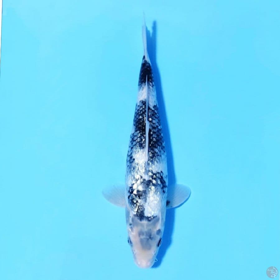 FULL GINRIN SHIRO UTSURI SQ