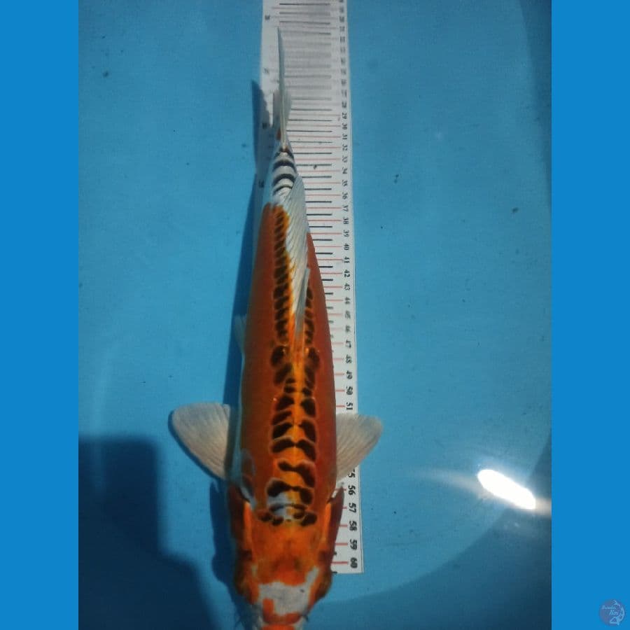 kojaku daimitsu 34 cm