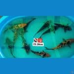 PAKET 10 EK SANKE --- CANAYA KOI FARM