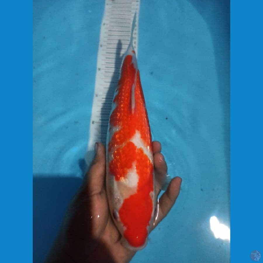 kohaku ginrin 32cm