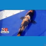 SHOWA 26CM --- CANAYA KOI FARM