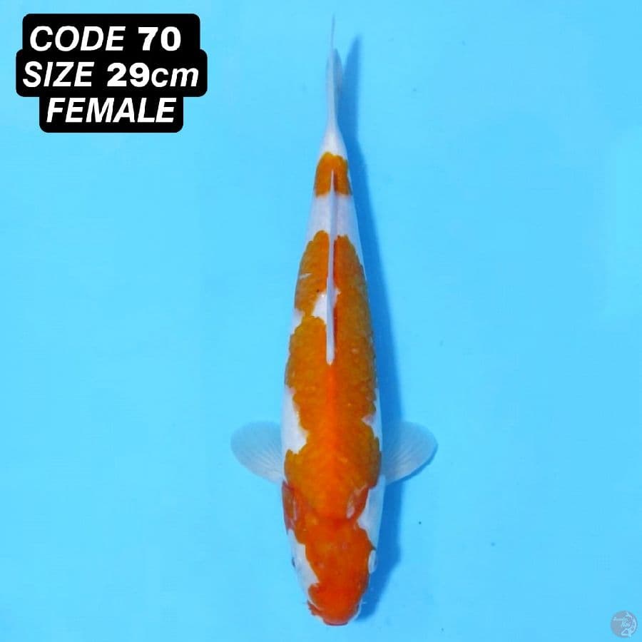 KOHAKU PROSPEK JUMBO