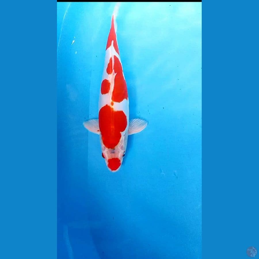 KUCHIBENI DOITSU MURNI MALE 33 CM