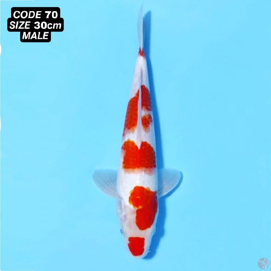 KOHAKU GOOD SIROJI