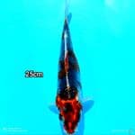 GOSHIKI SHOT BODY 25CM