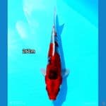 GOSHIKI 26CM