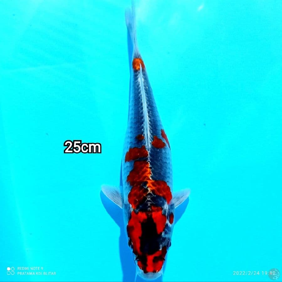 GOSHIKI SHOT BODY 25CM