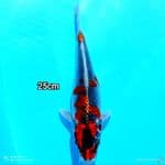 GOSHIKI SHOT BODY 25CM