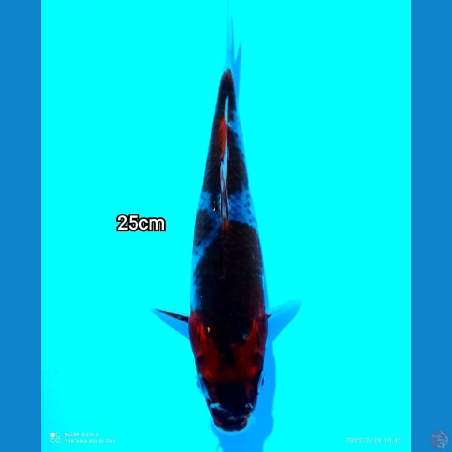 GOSHIKI 25CM