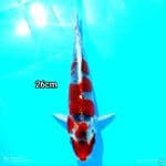 GOSHIKI 26CM