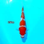 Kucibeni KOHAKU 25 CM