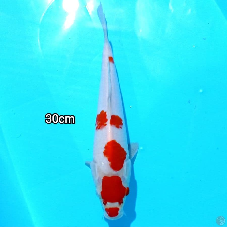 Maruten Kohaku 30Cm°