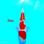 KOHAKU 3 STEP STRONG 28CM