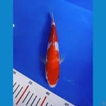 PREM02 - Kohaku Ginrin size 26Cm