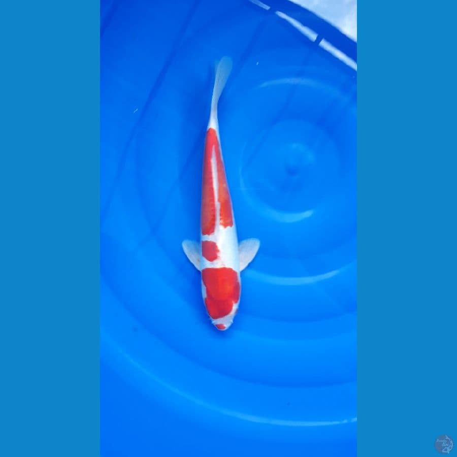 KOHAKU DOITSU/MALE/30CM