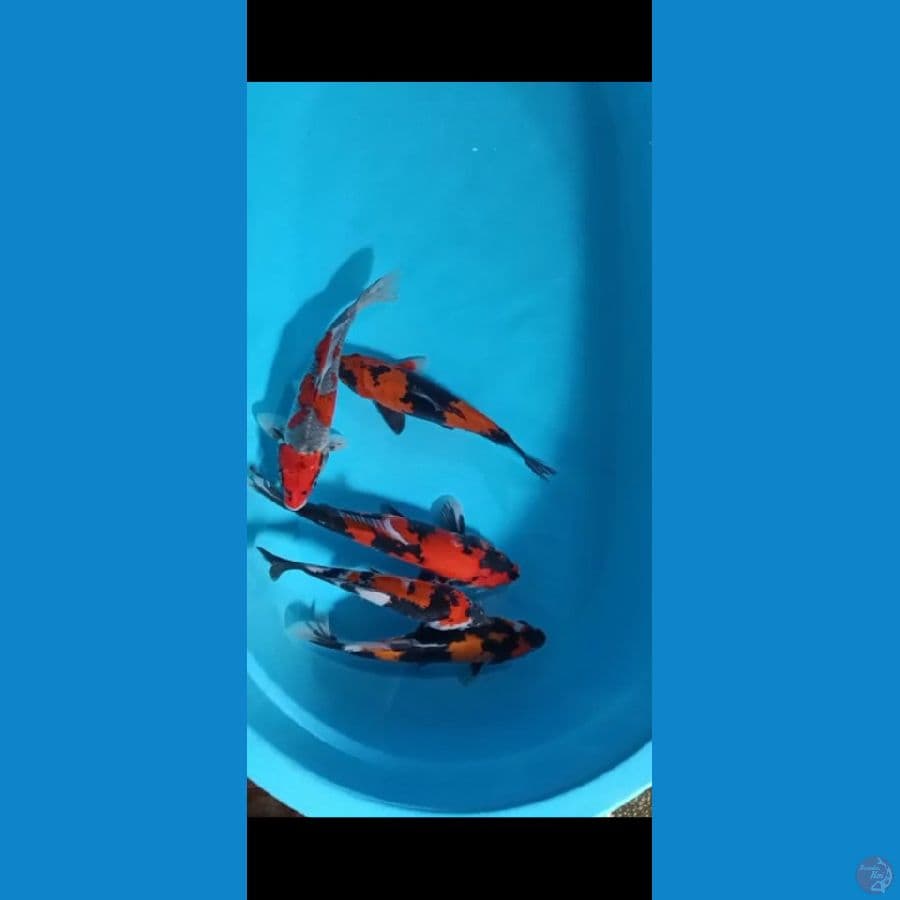 Mix 5ekr 25-27cm 