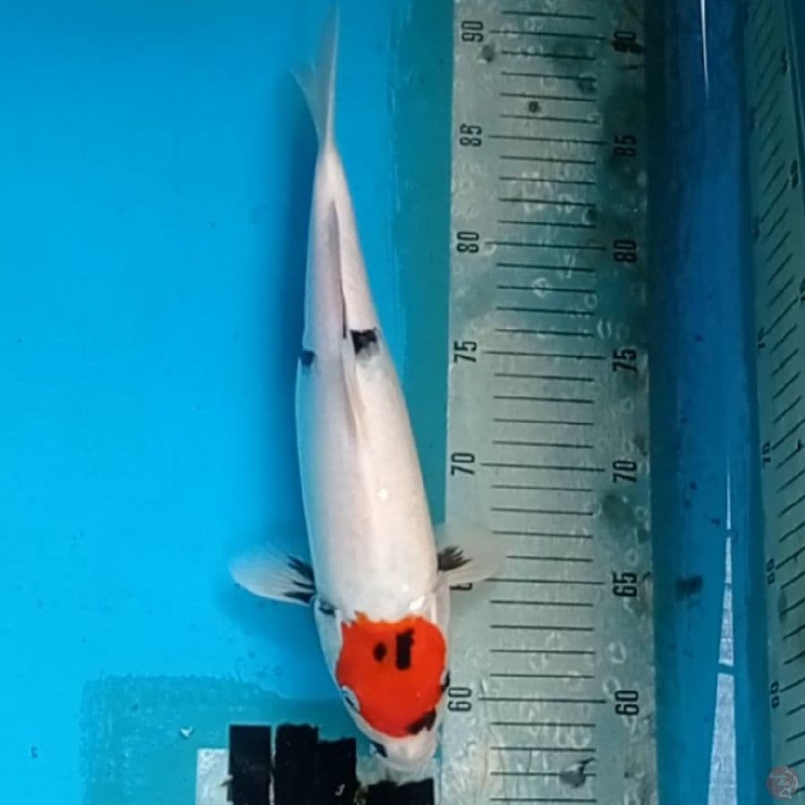 TC SHOWA 33 cm
