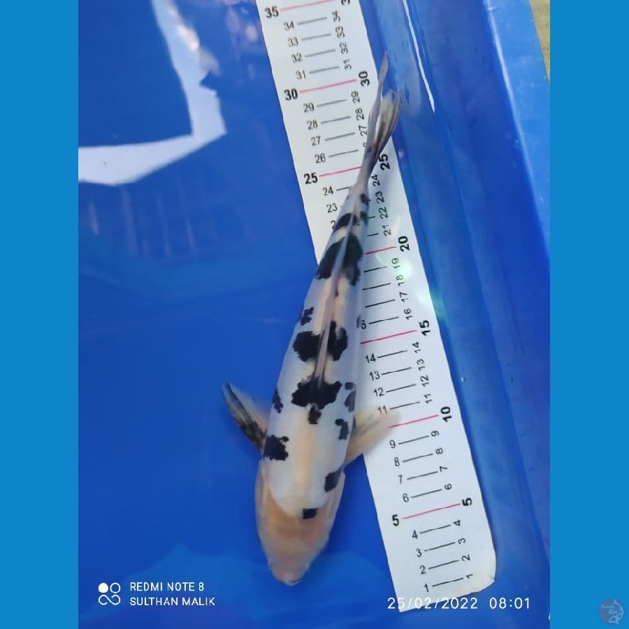 bekko doit 27 cm