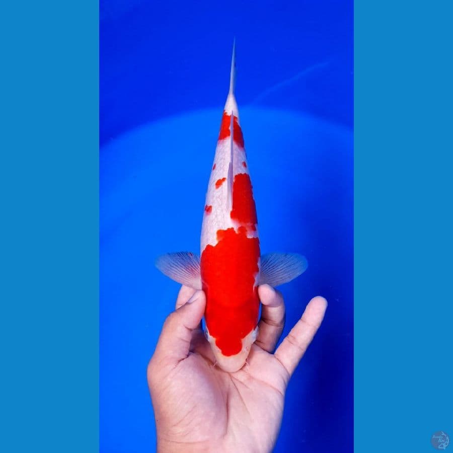 kohaku original