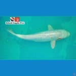 Mukashi Aragoke 37CM --- CANAYA KOI FARM