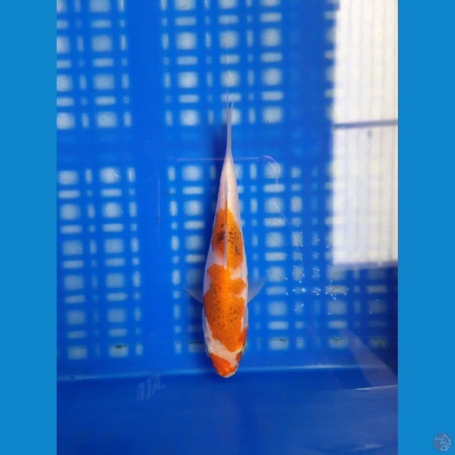 Ai Goromo Mulus 15cm