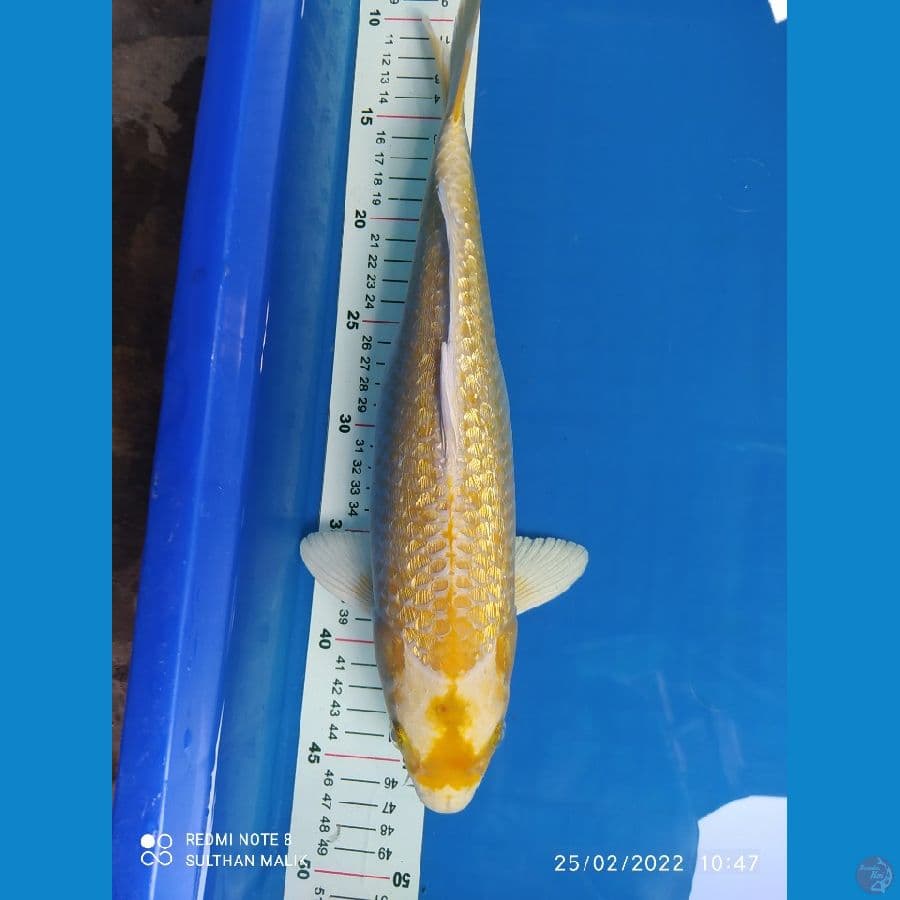 ogon ginrin 36 cm