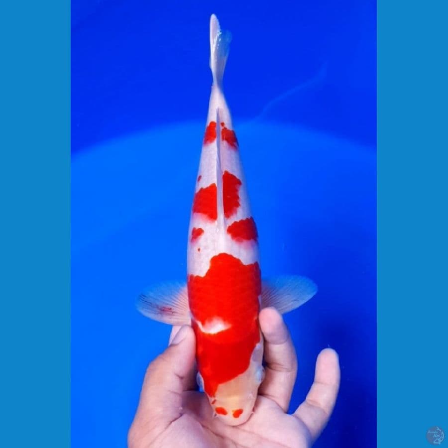 Kohaku 28cm original strong