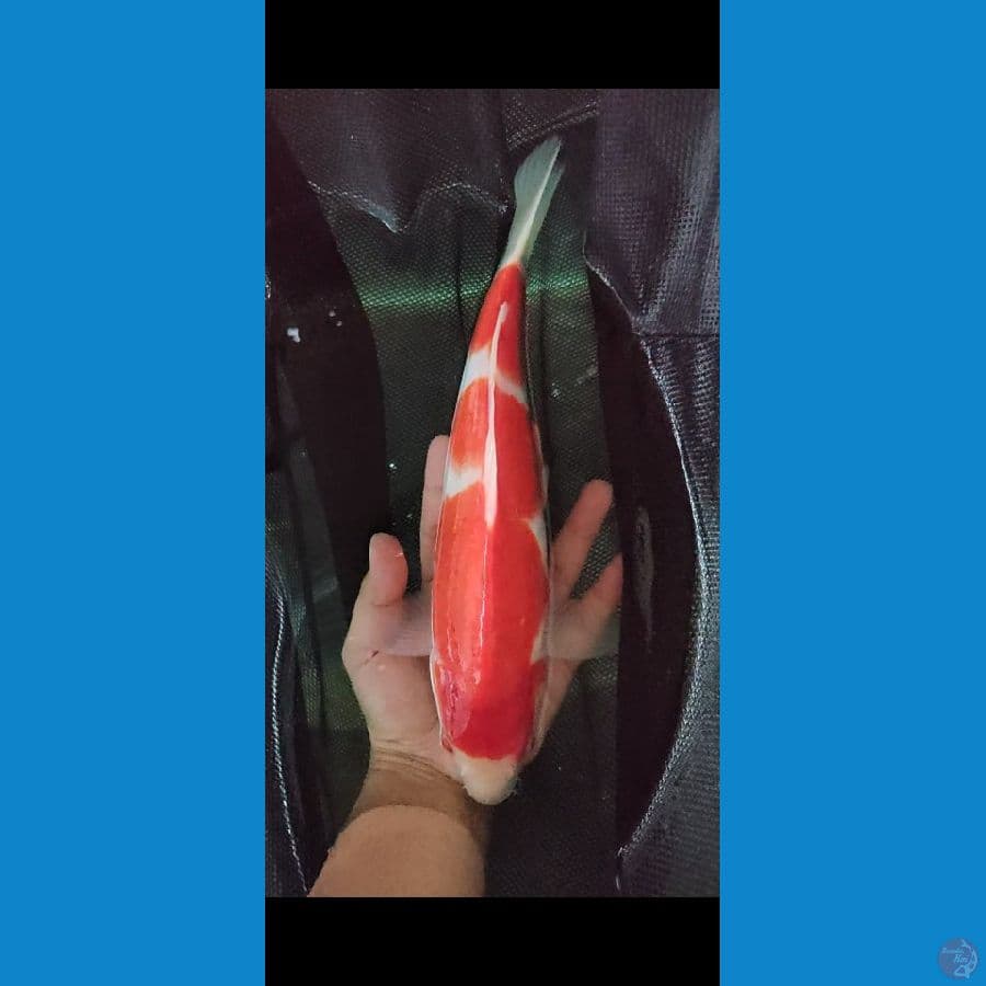 SUPER RED KOHAKU 35CM