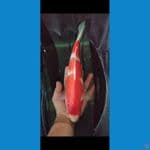 SUPER RED KOHAKU 35CM