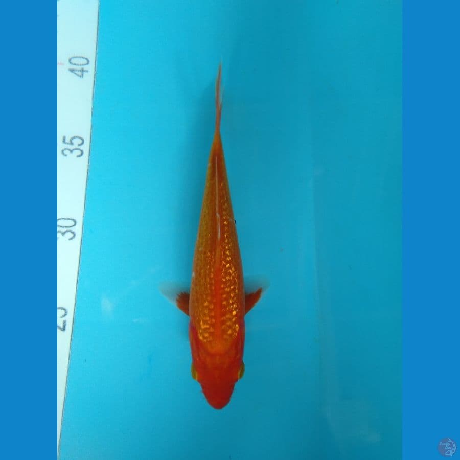 gindrin C 19cm