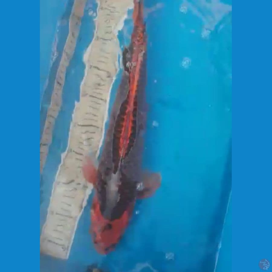AKA MATSUBA 44CM