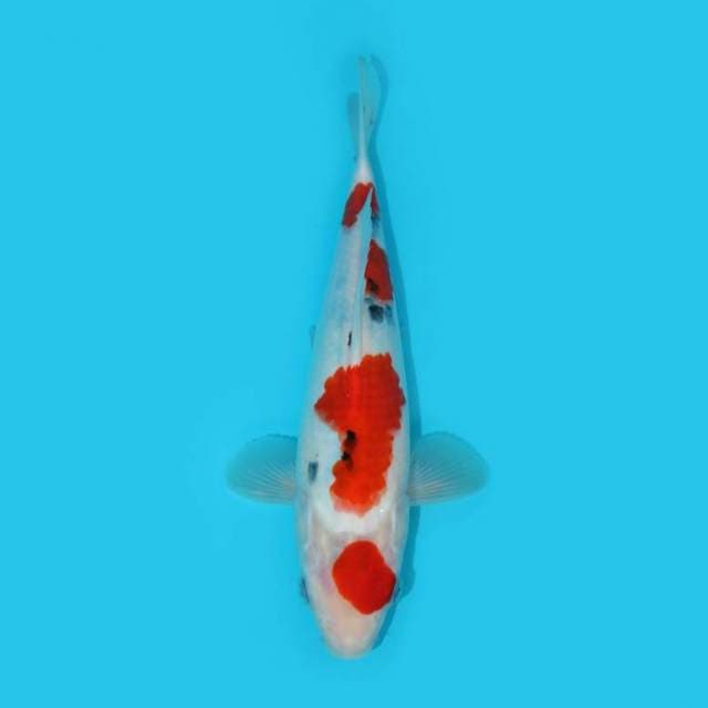 SANKE TATEGOI 28 CM