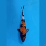 showa ginrin 28cm 